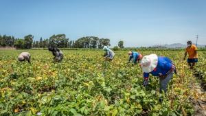 Midagri: Ningún productor agrario quedará excluido del FertiAbono