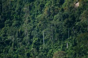 Midagri otorgará incentivos a quienes obtengan certificación forestal voluntaria
