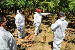 Midagri otorgará seguro a productores para proteger cultivos de la plaga que ataca el banano