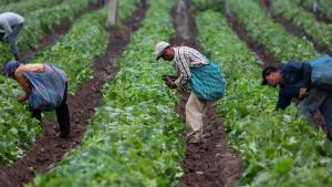 Midagri presenta calendario de cosecha de 17 productos claves para la planificación comercial