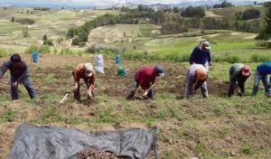 Midagri prevé la inscripción de más de 500 cooperativas agrarias, comunales y centrales en el Registro Nacional de Cooperativas Agrarias
