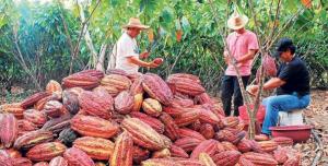 Midagri: producción nacional de cacao en grano alcanzó las 170.000 toneladas en 2022