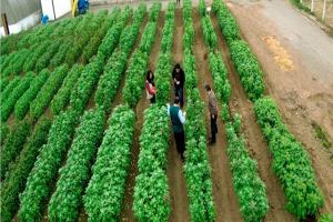 Midagri resguarda conservación genética de 14.500 cultivos oriundos del país