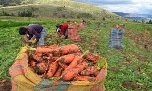 Midagri: Sector agropecuario crece 1.9% en enero de este año