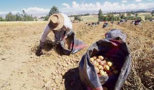 Midagri: Siembra de la presente campaña agrícola cae en 18.8%