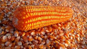 Midagri: siembras de maíz amarillo duro se incrementa en 13.6% por mejora de precios en el mercado internacional