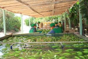 Miembros del COSAVE se reúnen en Lima para fortalecer integración fitosanitaria en la región