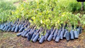 Minagri: 375 hectáreas fueron reforestadas en la selva