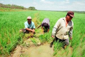 Minagri advierte por aumento de área sembrada de arroz en San Martín