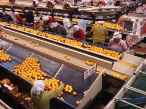 Minagri: Agroexportaciones peruanas superaron meta de US$ 7.000 millones en 2018