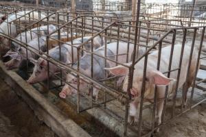 Minagri anuncia negociación con China para el ingreso de cerdo peruano