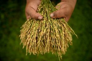 Minagri busca que 100% del arroz que se consume a nivel nacional sea producido en Perú