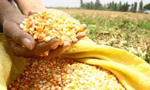 Minagri coordina venta de maíz amarillo duro de pequeños productores a la empresa Backus