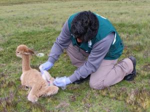 Minagri descarta muerte masiva de camélidos por enterotoxemia en Puno