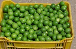 Minagri descarta por ahora la importación de limones a falta de protocolos sanitarios con otros países