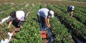 Minagri ejecuta 25 proyectos en favor de pequeños productores