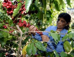 MINAGRI EVALÚA DECLARAR EN EMERGENCIA SECTOR CAFETALERO