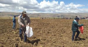 Minagri inició campaña de siembra de pastos y forrajes en Junín