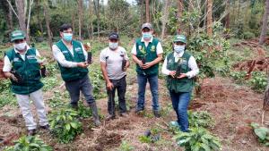 Minagri instala 500 plantones de árbol de la quina en la zona del Vraem