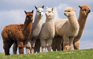 Minagri lanzará proyecto de mejoramiento genético de alpacas en 2020