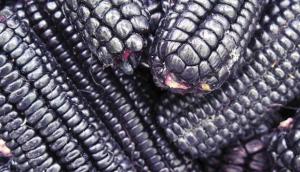 Minagri pide seguir buenas prácticas de almacenamiento para evitar presencia de contaminantes en alimentos