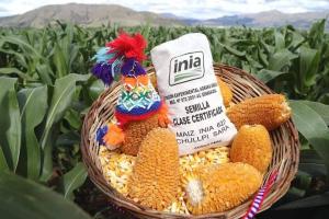 Minagri presentó primer maíz Chullpi Sara con certificación internacional
