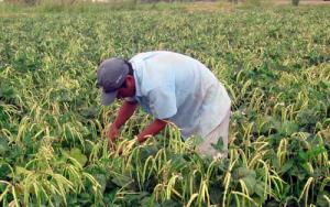 Minagri promoverá "siembras temporales" para reactivar economía agrícola