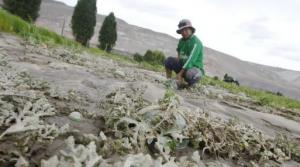 Minagri propondrá hoy programa de apoyo a productores afectados por lluvias e inundaciones