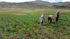 Minagri reconoce a Parque de la Papa en Cusco como zona de agrobiodiversidad