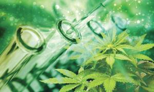 Minagri regula la investigación científica en Cannabis medicinal