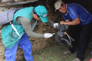 Minagri supera meta de vacunación contra la Peste Porcina Clásica en Ancash