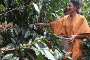 Minam busca reducir deforestación en 9 regiones de la Amazonía
