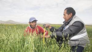 Minera Antapaccay invierte S/ 3.5 millones para comunidades campesinas en beneficio de su agricultura