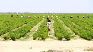 Mineras interesadas en invertir S/ 74 millones en agricultura vía Obras por Impuestos