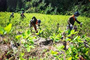 Mininter erradicó cerca de 8.000 hectáreas de hoja de coca en los últimos cuatro meses