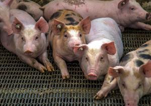 Ministros de Agricultura de las Américas comprometen acción coordinada para combatir la Peste Porcina Africana