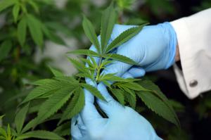 Minsa aprueba documento técnico para uso medicinal del cannabis y derivados
