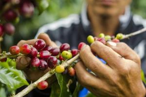 Mipymes se capacitan en inocuidad para mejorar producción de frutos