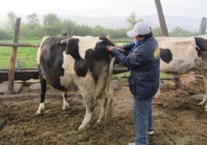MOQUEGUA: DECLARAN CUARENTENA ANIMAL POR CASOS DE CARBUNCLO EN VACUNOS
