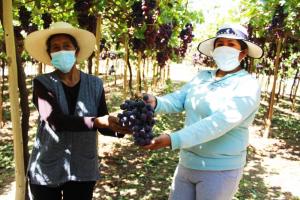 Moquegua: por primera vez, productores de uva certifican sus campos para la agroexportación