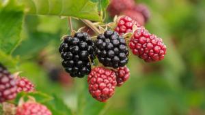 Mora y zarzamora deben incorporarse a la oferta de berries peruanos