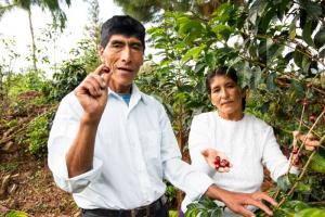 MTC: Mantenimiento de 240 km de vías en Sandia mejora el traslado y exportación del mejor café de Puno