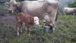 Nacen dos nuevas crías de ganado vacuno por inseminación artificial en la región de Ancash