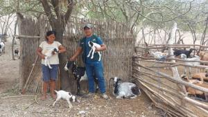 Nacen primeras cabras cruzadas por inseminación artificial con alta calidad genética en Amazonas