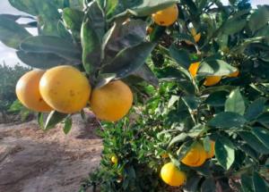Naranja de Tacna ingresará al mercado chileno en 2024