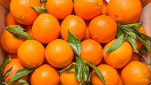 Naranja Valencia peruana: El potencial exportador que dinamiza la economía de la Selva Central
