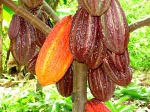 Naranjillo exportó 20 toneladas de cacao orgánico a Dinamarca