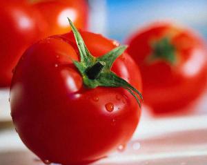 Natucultura y Monsanto Perú son los mayores exportadores de semillas de tomate