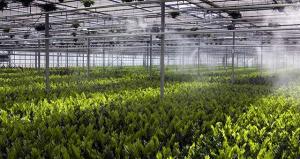 Netafim proyecta crecer con la instalación de sistemas de riego en la selva