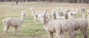 “No existe una política nacional en favor de los criadores de alpaca”
